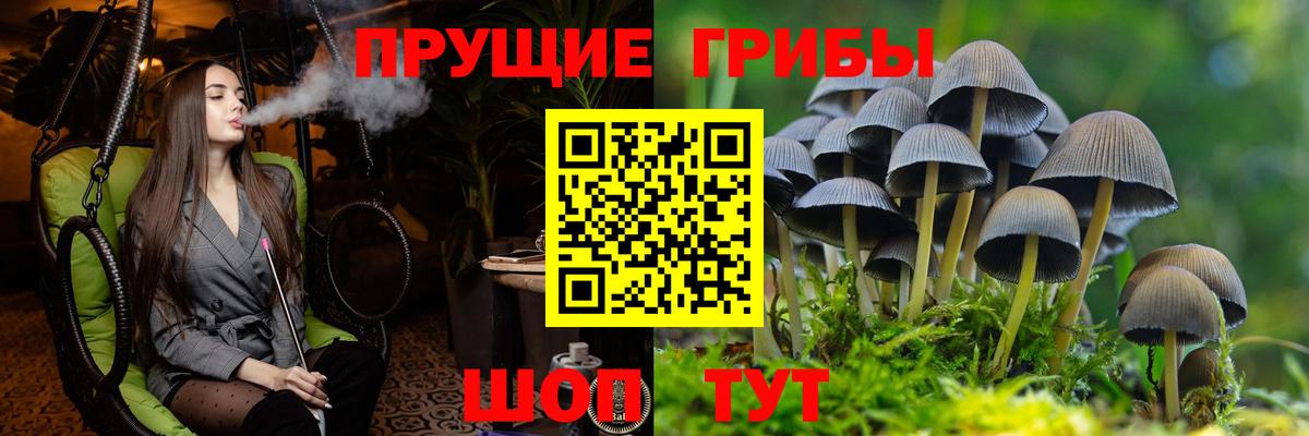 Псилоцибиновые грибы Psilocybine cubensis Северобайкальск